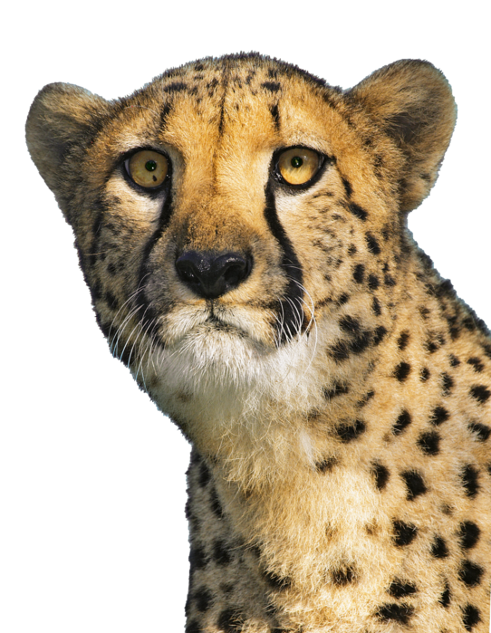 Gepard