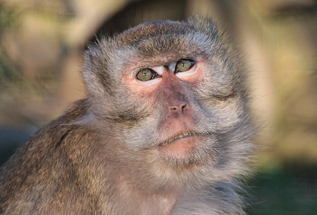 auf_Urkunde_Javaner__1_