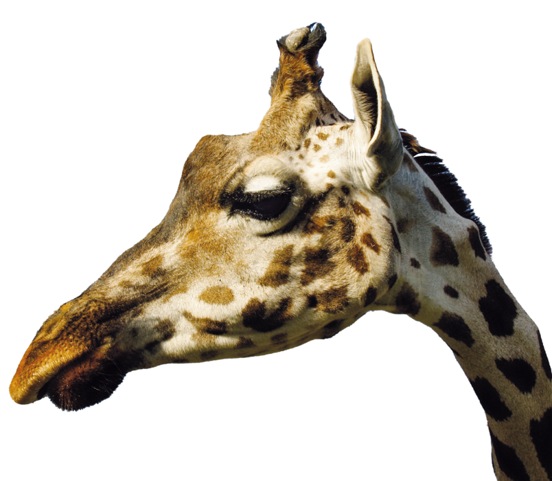 Netzgiraffe_Gesicht