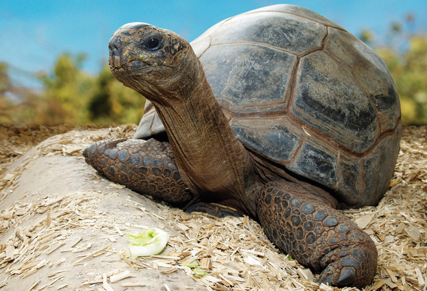 Aldabra-Riesenschildkroete