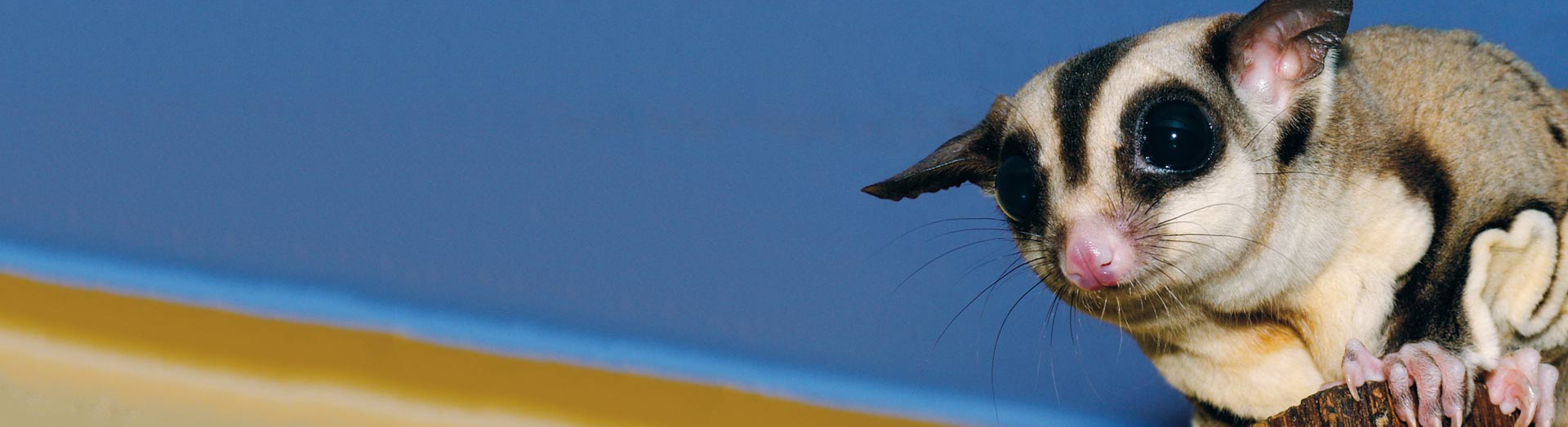 Zoo-Header-Bildwelt_KurzkopfGleitbeutler