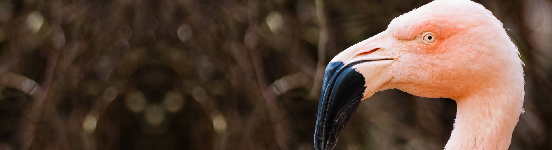 Zoo-Header-Bildwelt_Flamingo