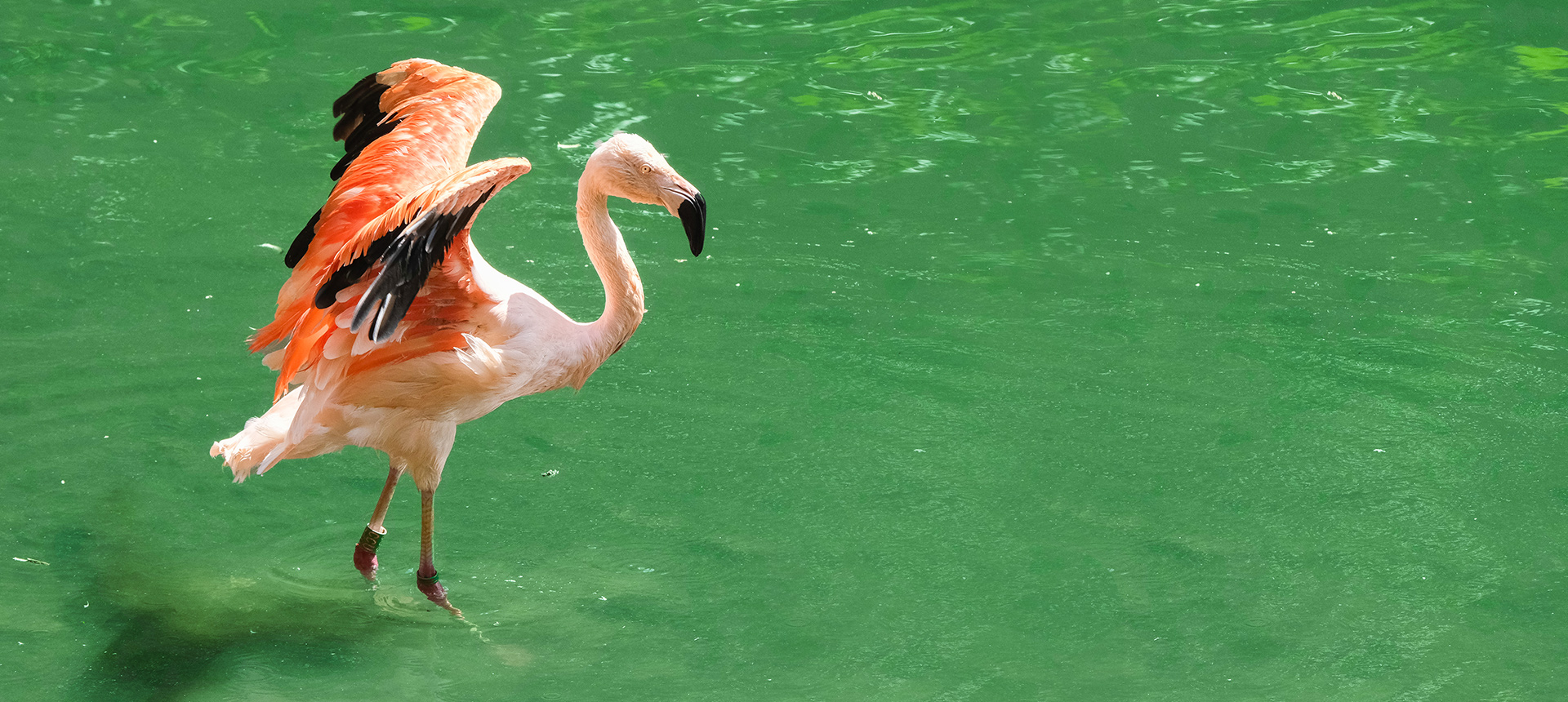 Flamingo_a1